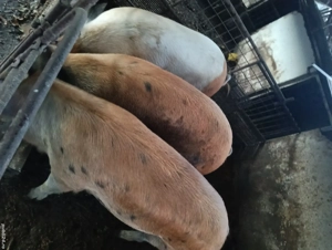 Porci grași disponibili !