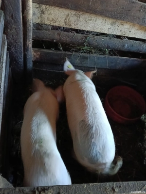 Porci de vânzare  - imagine 4