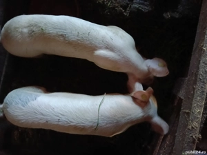 Porci de vânzare  - imagine 3