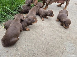 Teckel Ciocolatiu  - imagine 3