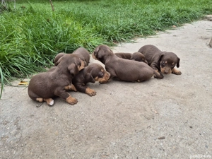 Teckel Ciocolatiu  - imagine 2