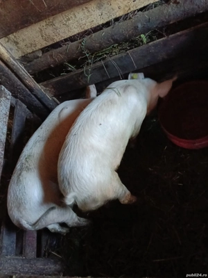 Porci de vânzare  - imagine 2