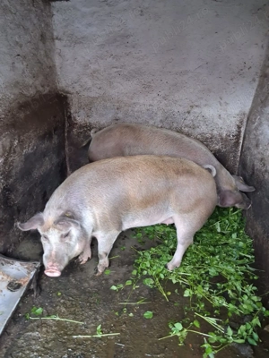 porci grasi - imagine 4