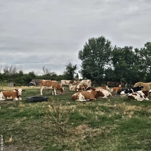 Vaci de vanzare inscrise in COP - imagine 2