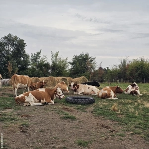 Vaci de vanzare inscrise in COP