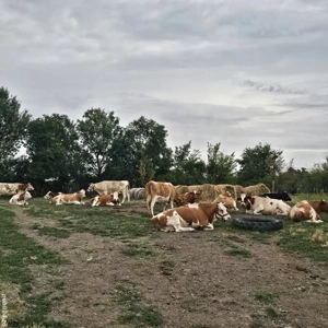 Vaci de vanzare inscrise in COP - imagine 3