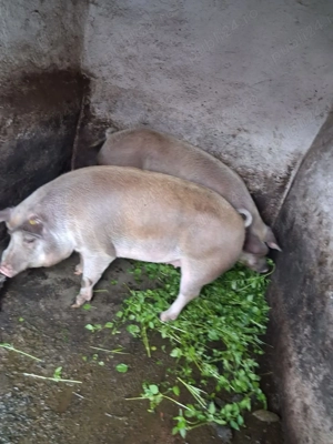 porci grasi - imagine 3