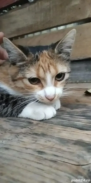 adoptie pisica - imagine 3 adoptie pisica - imagine 3