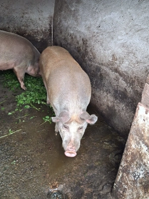 porci grasi - imagine 5