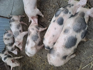 Purcei de 3 luni 290 buc