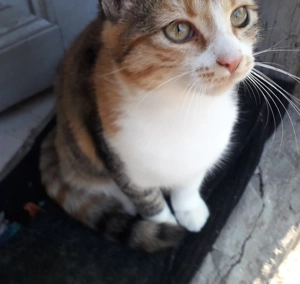 adoptie pisica - imagine 2 adoptie pisica - imagine 2