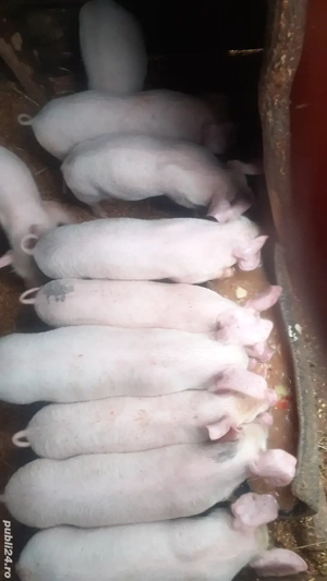 vand porci si purcei  - imagine 2