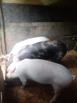 vand porci si purcei  - imagine 4