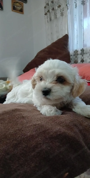 Puiuti Bichon Maltez