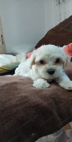 Puiuti Bichon Maltez - imagine 3
