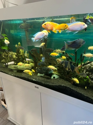 Acvariu 450l Juwel complet - imagine 3