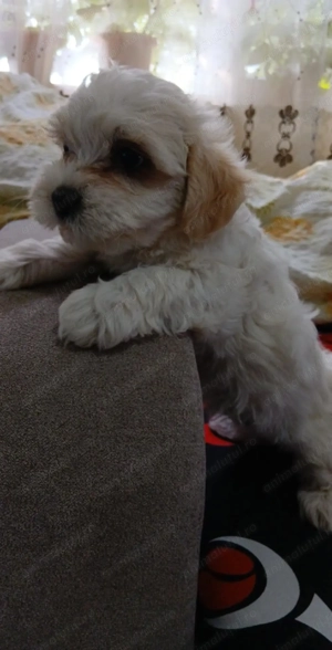 Puiuti Bichon Maltez - imagine 4