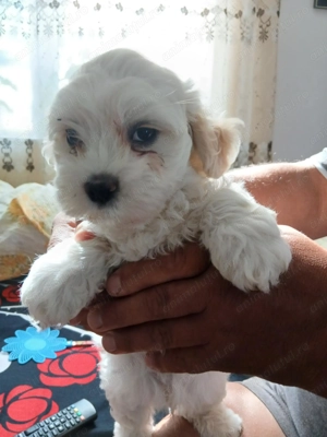 Puiuti Bichon Maltez - imagine 2