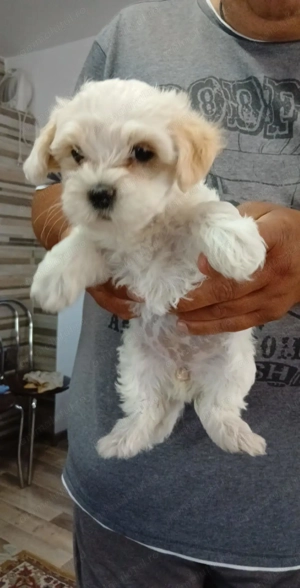 Puiuti Bichon Maltez - imagine 5