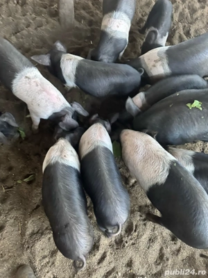 purcei bazna de vanzare 