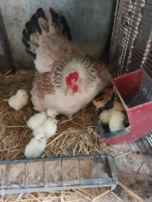 Cloșca cu 11 pui de o zi