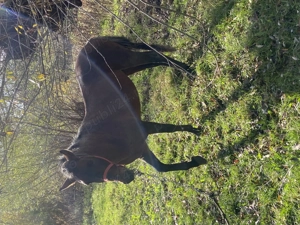 Cal de vânzare  - imagine 3