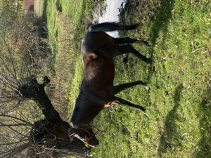 Cal de vânzare  - imagine 4