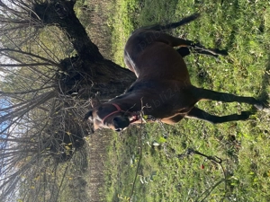 Cal de vânzare  - imagine 2