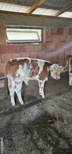 Tauras de vanzare  - imagine 2 Tauras de vanzare  - imagine 2