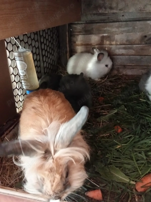 Vând iepurașii cap de leu - imagine 4