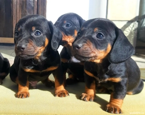 Teckel pitic - imagine 4  Teckel pitic - imagine 4