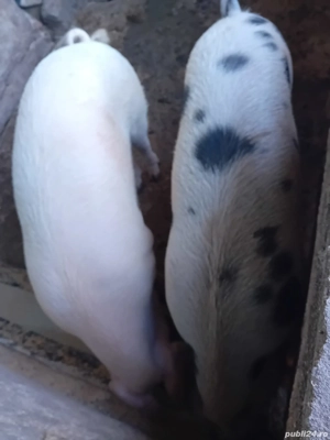 Vând porci - imagine 2