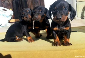 Teckel pitic - imagine 2  Teckel pitic - imagine 2