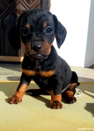 Teckel pitic - imagine 3  Teckel pitic - imagine 3