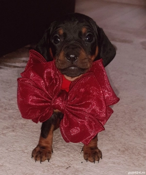 Teckel pitic - imagine 5  Teckel pitic - imagine 5