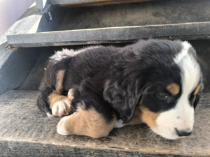 Pui Ciobanesc de Berna cu carnet de sănătate   disponibili - imagine 3