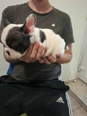 Bulldog Francez 