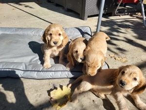 Căței cocker spaniel - imagine 3