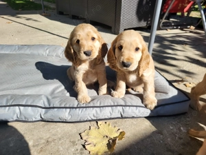 Căței cocker spaniel