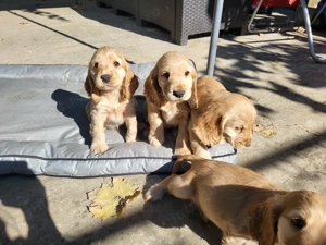 Căței cocker spaniel - imagine 4