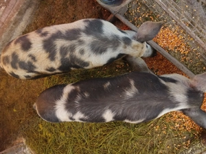 Soldani cauta alta casă  - imagine 3