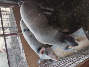 Soldani cauta alta casă 