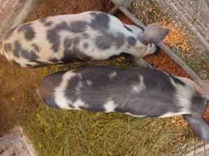 Soldani cauta alta casă  - imagine 4