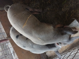 Soldani cauta alta casă  - imagine 2