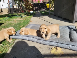 Căței cocker spaniel - imagine 2