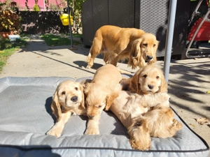 Căței cocker spaniel - imagine 5