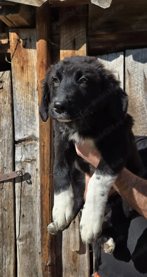 Pui Ciobanesc mioritic corb - imagine 2