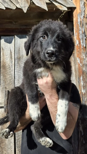 Pui Ciobanesc mioritic corb - imagine 3