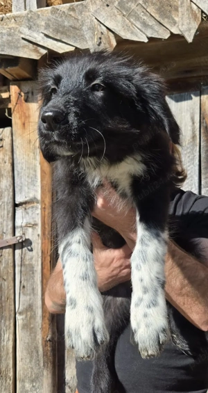 Pui Ciobanesc mioritic corb