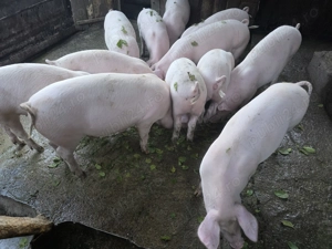 Soldani intre 70 si 80 kg - imagine 5